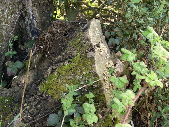 Bois des Moutiers (27) avril 2012